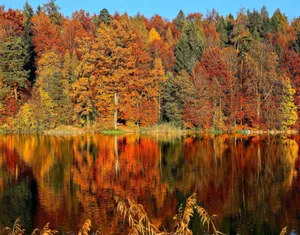 Fall Aesthetic Horgenberg Lake Wallpaper
