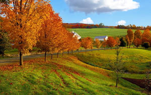 Fall Farm Green Field Orange Trees Wallpaper