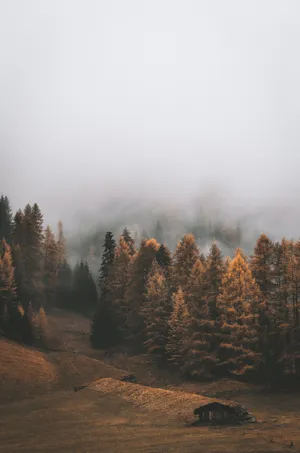 Fall Forest Cloud Iphone Wallpaper