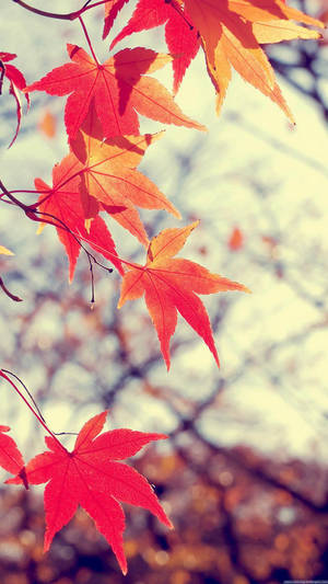 Fall Into The Future: Enjoy Apple's November Iphone Wallpaper