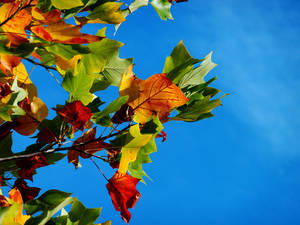 Fall Leaves Green And Brown Wallpaper