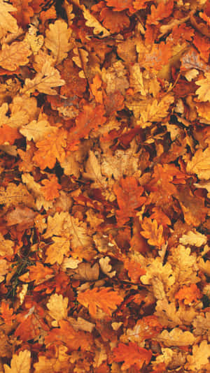 Fall Tumblr Pile Of Dried Leaves Wallpaper