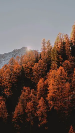 Fall Tumblr Trees On Mountain Wallpaper