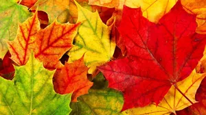 Fallen Autumnal Maple Leaves Wallpaper