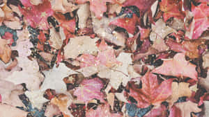 Fallen Maple Leaves Fall Autumn Desktop Wallpaper