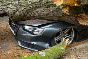 Fallen Tree Car Accident Wallpaper