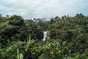 Falls In Rainforest Wallpaper