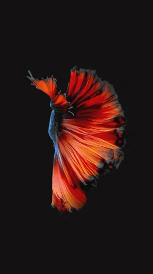 Fancy Betta Fish Iphone Live Wallpaper