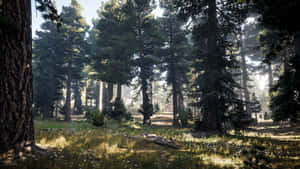 Far Cry 5 4k Forest Wallpaper