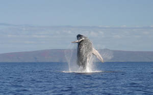 Far Shot Of Humpback Whale Breaching Wallpaper