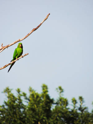 Faraway Green Parrot Hd Wallpaper