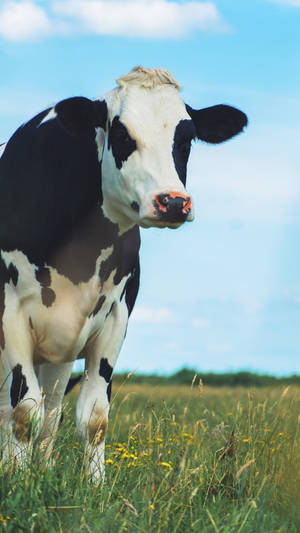 Farm Animal Cattle Portrait On Green Field Wallpaper