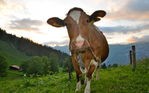 Farm Animal Cattle Staring At Camera Wallpaper