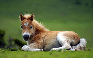 Farm Animal Foal Wallpaper