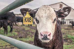 Farm Animal Like A Black And White Cow Wallpaper