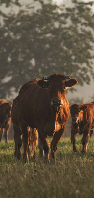 Farm Animals Brown Stern-looking Cows Wallpaper