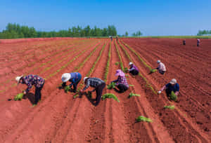 Farmers Planting In Soil Wallpaper