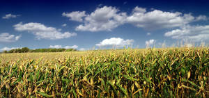 Farmland Of Corns Wallpaper