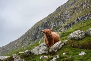Faroe Islands Brown Ox Wallpaper