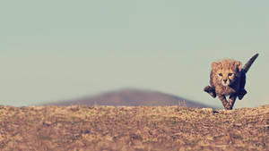 Fast Cheetah In A Desert Wallpaper