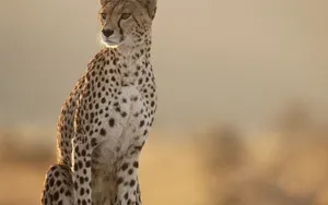 Fearless Female Cheetah Wallpaper
