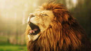 Fearless Roaring Lion Wallpaper