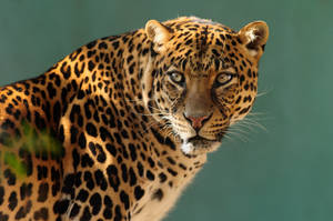 Fearsome Leopard Stare Hd Wallpaper