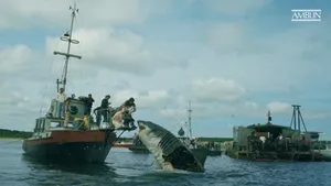 Featuring The Iconic Great White Shark,