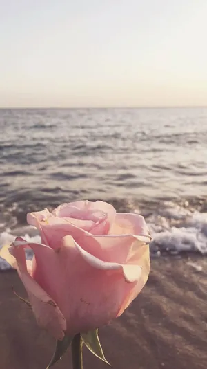 Feel The Beauty Of A Cute Rose Wallpaper
