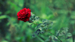 Feel The Beauty Of Nature With This Magnificent Cool Rose! Wallpaper