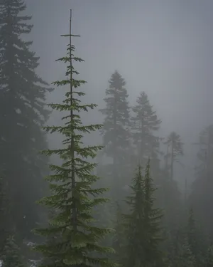 Feel The Inspiration Of Nature With Tree Phone Wallpaper