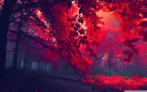 Feel The Majesty Of The Red Forest Wallpaper