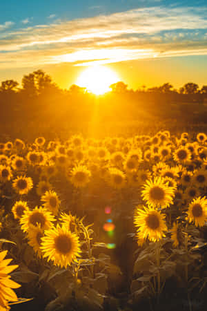 Feel The Refreshing Chime Of Beautiful Sunshine. Wallpaper