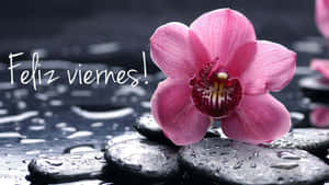 Feliz Viernes Orchidand Stones Wallpaper