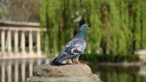 Feral Pigeon Standing On Rock Wallpaper