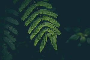 Fern Plant 4k Desktop Background Wallpaper