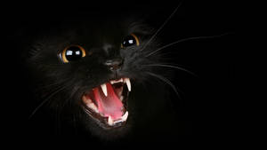 Ferocious Black Cool Cat Wallpaper