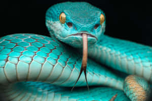 Ferocious Cool Snake With Golden Eyes Wallpaper