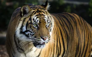 Ferocious Eyes 8k Tiger Uhd Wallpaper