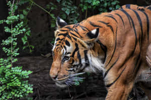 Ferocious Tiger In A Zoo Wallpaper