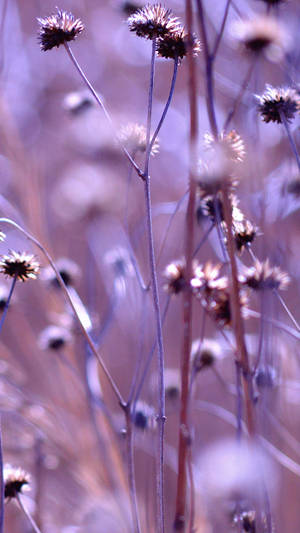 Field Of Aesthetic Purple Flower Wallpaper