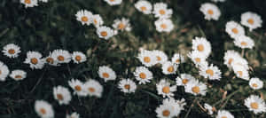 Field Of Daisy Aesthetic Computer Wallpaper