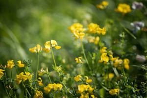 Field Of Fenugreek Flowers Wallpaper