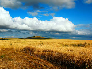 Fields Of Wheat In Autumn - A Heaven On Earth Wallpaper