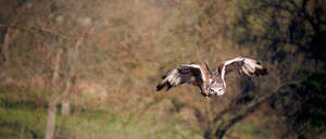 Fierce Falcon In Mid Flight Wallpaper