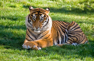 Fierce Harimau Lying Down On Grass Wallpaper