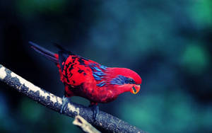 Fierce Red And Blue Bird Wallpaper