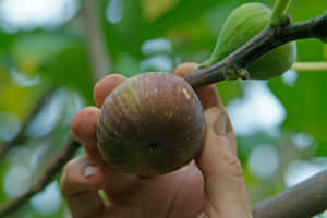 Fig Fruit Harvesting Wallpaper