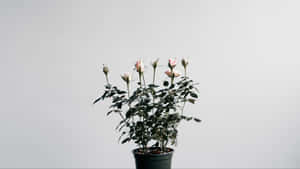 Find Peace In The Beauty Of A Traditional Japanese White Aesthetic Wallpaper