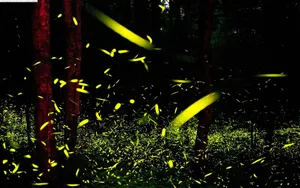 Firefly Hd Flying Around Wallpaper